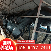 肉驢養殖場 陝西有養驢的嗎？驢苗多少錢一頭