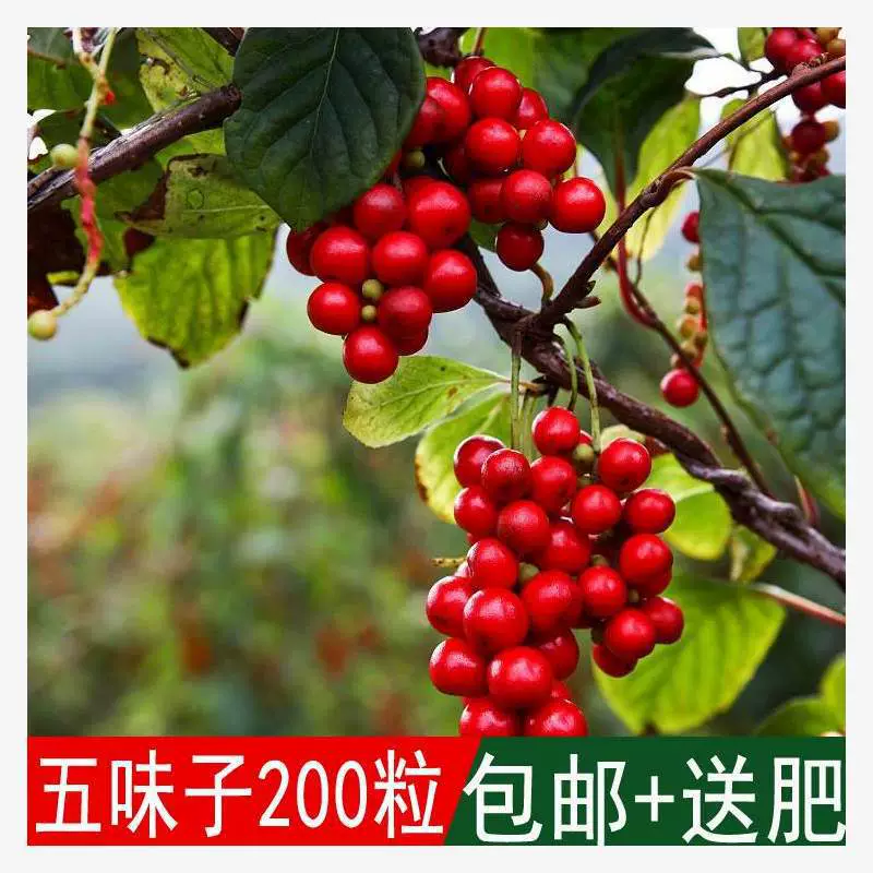 Продажа недавно собранного лекарственного семени, китайских травяных семян, семян Schisandra chinensis, можно сеять в любое время года.