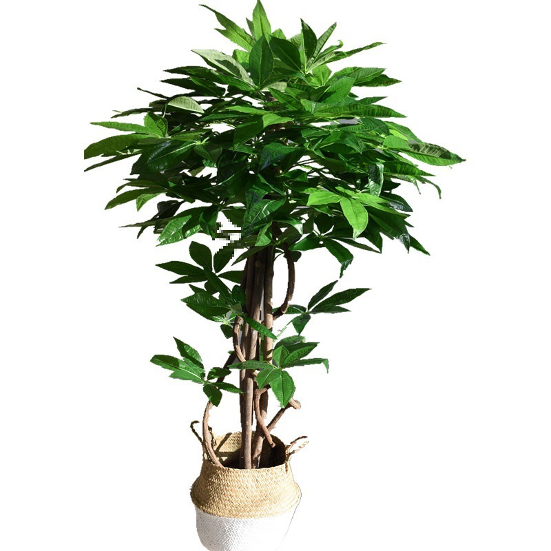 幸運の木盆栽本物の木の幹人工植物床置きホームセットフラワーエントリーガーデン|undefined