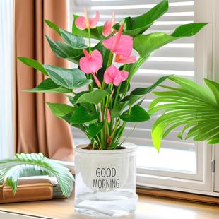 �t�Ʒ��Ǝ����������Ի��ܾGֲˮ��һ���L��҃Ⱥ��Bֲ���ļ�����