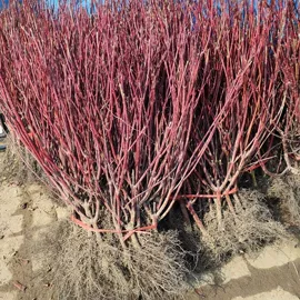 盆栽;花盆容器;月季蔷薇植物