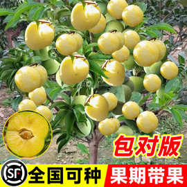 蜂糖李子树苗嫁接特大晚熟脱骨青脆李子果树苗南北方种三华李树苗