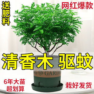 Fragrant Wood Potted Plants, Authentic Mosquito Repellent, Indoor Florals and Green Plants, Purifying Air Plants, Refreshing Pepper Wood