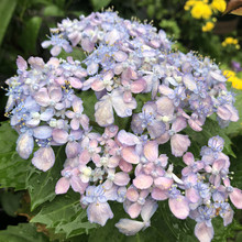 󻨽ɻoMͥԺ@̨׃ɫ{ɫ