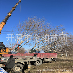 Pudi Congsheng Yuanbao Maple 4- 8m Ornamental Maple Tree Shape Water System Oblique Floating Landscape Tree Garden Tree Large Tree