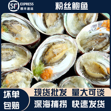 鲍鱼批发烧烤海鲜大排档食材粉丝鲍鱼半成品餐饮酒店冰鲜冷冻海鲜