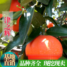 �޽Ӹ̽ۘ����֮�x�������Ϸ��Nֲ���Ե��Խ��Ә�������������