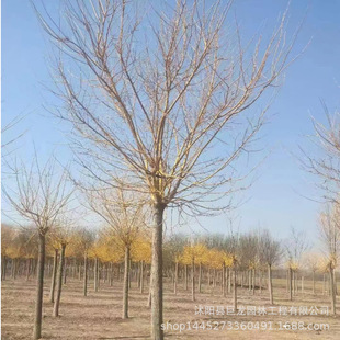 Fast-Growing Acacia Trees, Complete Specifications, Acacia Saplings, 8-25cm Acacia Base Direct Sales