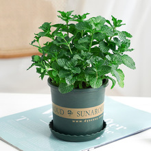 ���Կ�ʳ�Ù����~ˮ��ֲ���Ե����҃����r�Gֲ������ò�