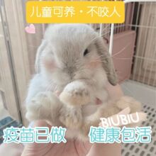 纯种小兔子侏儒兔儿童可养不咬人小型宠物兔随机侏儒兔随机垂耳兔