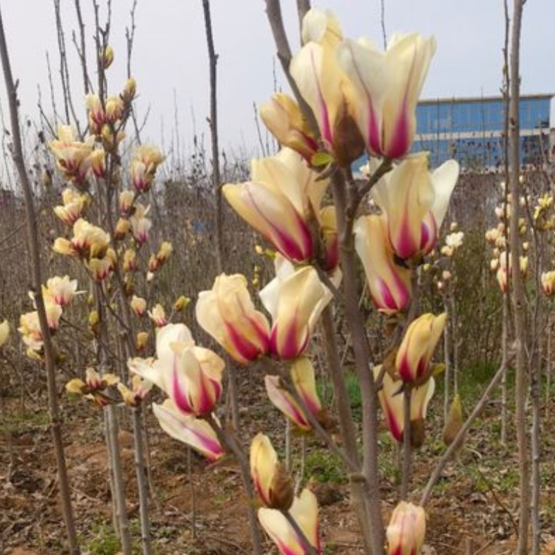 玉兰种子日出03