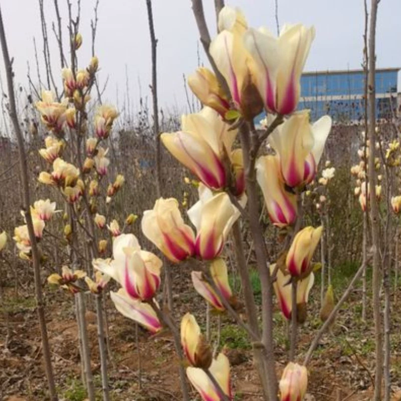 Рассада магнолии Прививка Сорт Восход солнца Рассада магнолии в горшке Посадка Вилла Сад Зеленые растения Четыре сезона Цветы