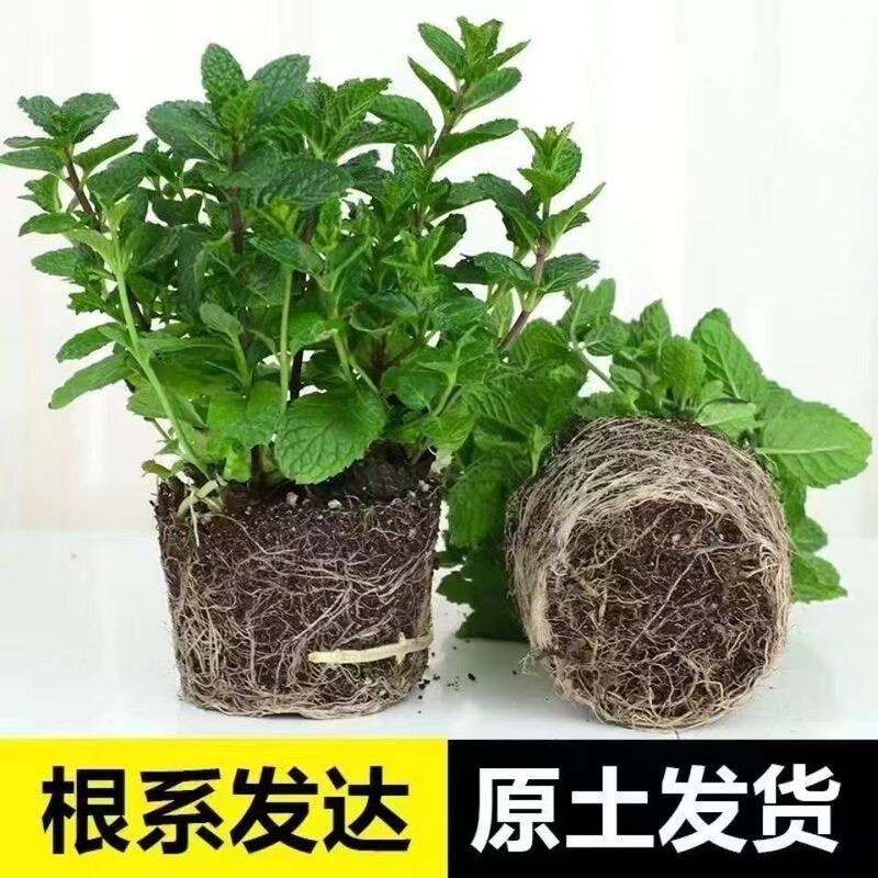 Mint Potted Plants Can Be Used to Make Tea, Evergreen and Easy to Grow, Spearmint Leaf Seedlings, Balcony Mosquito Repellent Plants