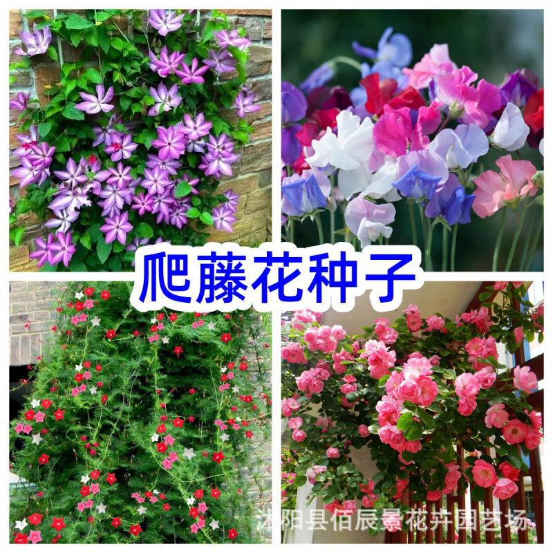 铁线莲花种子羽叶茑萝蔷薇种子爬山虎庭院公园爬藤攀援植物花种籽