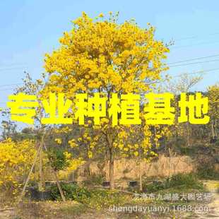 �㽭ȫ�ڶ໨�L�ľ�����S���L�ľ���l �V�|�S���L�ľ�����r��