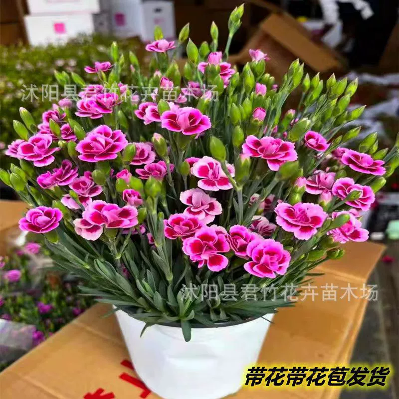 Европейский Dianthus первый поцелуй в горшке морозостойкий грунт зеленая посадка во дворе газон четыре сезона цветение нежити цветы период цветения долгая Бесплатная доставка