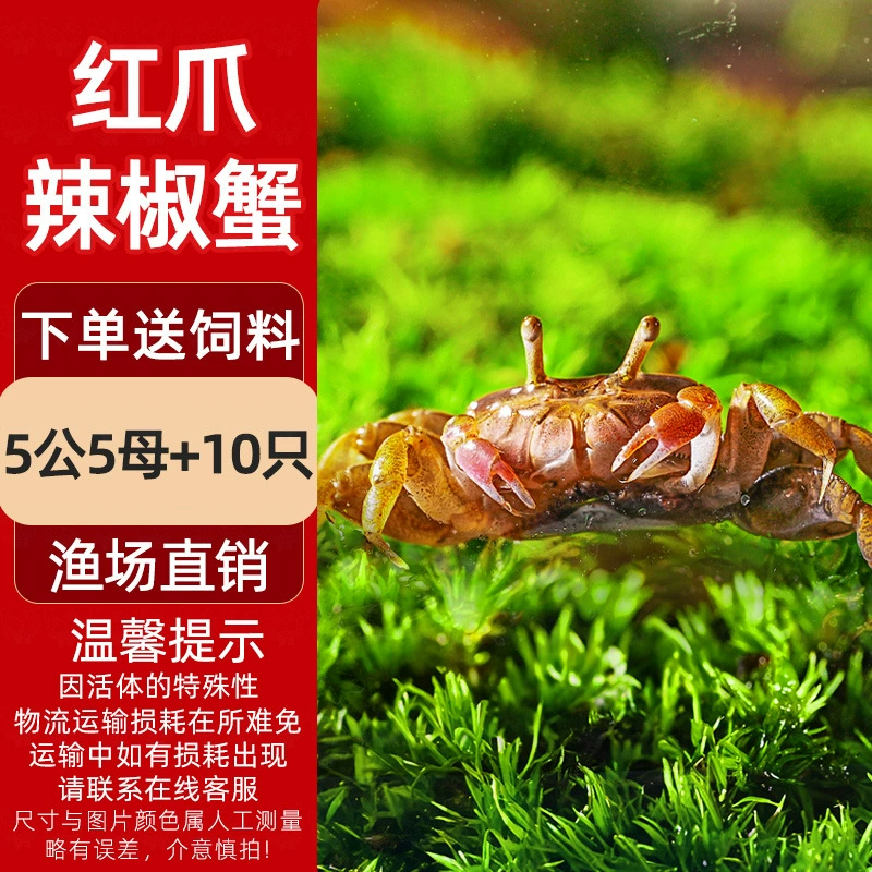 Миничилийсковая жареная крабовая ornamental Fish Hermit Crab Подводная маленькая водорослеедка Малый Краб Романтическая креветка