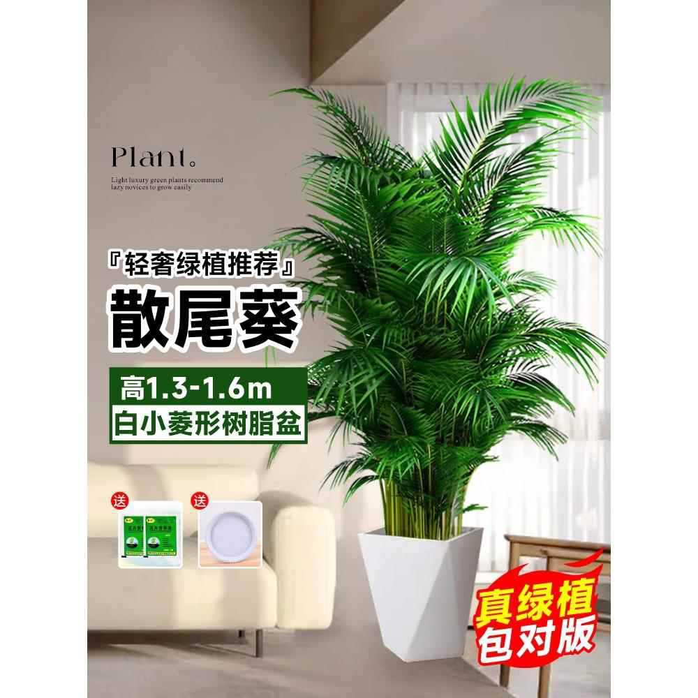 [Door to Door Delivery] 고품질 느슨한 꼬리 해바라기 1.3- 1.7m 그루★흰색 작은 프리즘 수지 세면대 + 배달 세면대★사계절 상록수 애완동물