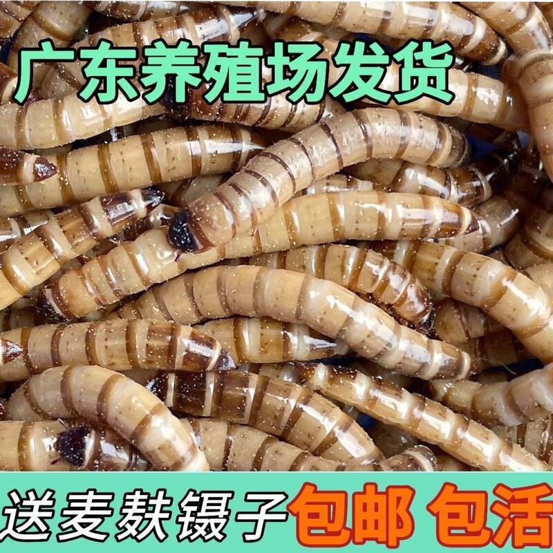 Live Mealworms 0.5kg Mealworms for Breadworms, Goldfish, Starlings, Turtles, Hamsters, Bird Food, Reptile Pet Feed Live Mealworms 0.5kg Mealworms for Breadworms, Goldfish, Starlings, Turtles, Hamsters, Bird Food, Reptile Pet Feed