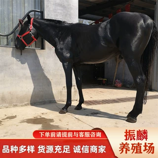 骑乘马养殖出售国内改良半血马市场 小马驹行情介绍
