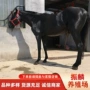 养殖改良市场小马驹马