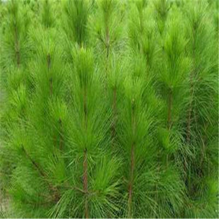 ����ֱ�l���ɮa��ֱ�N�쾰���̵�·�L���G��