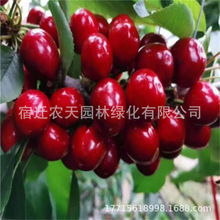 红玛瑙水晶车厘子树苗四季果树果苗南北方种植嫁接樱桃栽当年结果