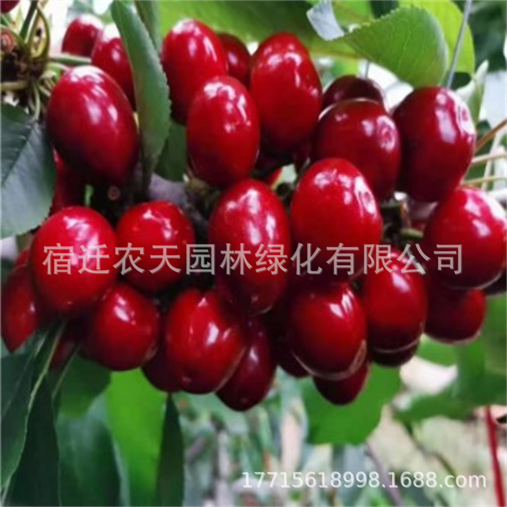 红玛瑙水晶车厘子树苗四季果树果苗南北方种植嫁接樱桃栽当年结果
