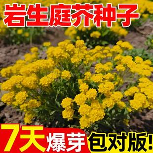 ����ͥ�滨�N���ļ��Nֲ�_���׻��S��ͥ�滨�Nֲ�̨ͥԺ���Ի���