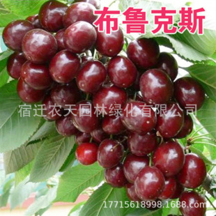 �޽ә��Ҙ����m���ϱ����Nֲ܇���ә��Ҙ�������܇�����箔��Y��