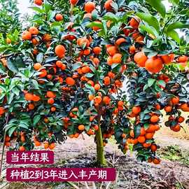 嫁接沙糖桔子树苗广西桔子树盆栽砂糖沃皇帝柑柑橘南方种当年结果