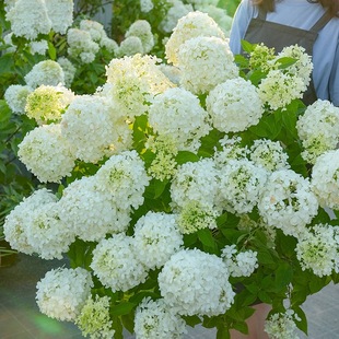 �A�F������ݲ�ݮʯ�ҟ������ͺ��ͺ�ֲ�ﻨ�����Ժ���