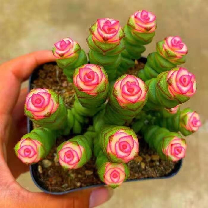 Colorful Money String Succulent Large Pot Succulent Plant Money String Multi-Head Group Rare Succulent Indoor Flower Potted Old Pile