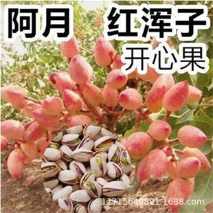 �ϱ����Nֲ�����_�Ĺ����箔��Y���_�Ĺ������Ե��԰����ӾG��