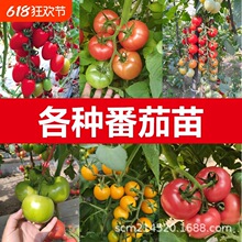 ���Ѵ��/��t/�t�}Ů/�S�}Ů/������/�������ѣ��t�S�ڣ�/��ݮ��