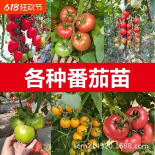 ���Ѵ��/��t/�t�}Ů/�S�}Ů/������/�������ѣ��t�S�ڣ�/��ݮ��