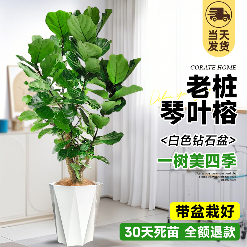 [절묘한 오래된 더미] 무료 갈색 실크! 다가지 모양의 피아노잎 무화과 1.8- 2m (흰색)