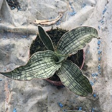 �����G��Ƥ�m �����m�� Sansevieria Silver Blue �y�� ��β�m