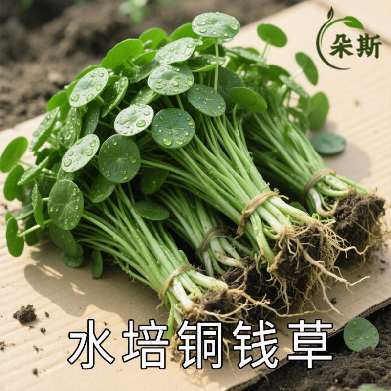 大叶铜钱草水培植物室内好养鱼缸水草专用水养金钱草花卉绿植盆栽
