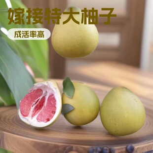 �޽��ش����Ә���t�������ϱ����Nֲ�ļ����Ե��Թ����箔��Y��