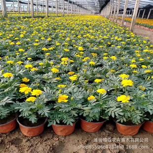 ��[�r��ܿ�ȸ�� ���@���^�����G�������f�۾� �Sɫ��ȸ������