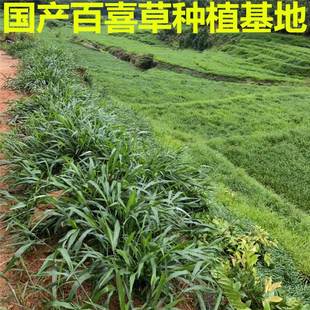 Broadleaf Echinochloa Frumentacea Seeds, Domestic Baixi Grass Seeds, Broadleaf Grass Slope Protection Greening Grass Seeds, Livestock and Poultry, Cattle, Sheep, Fish and Rabbit Pasture