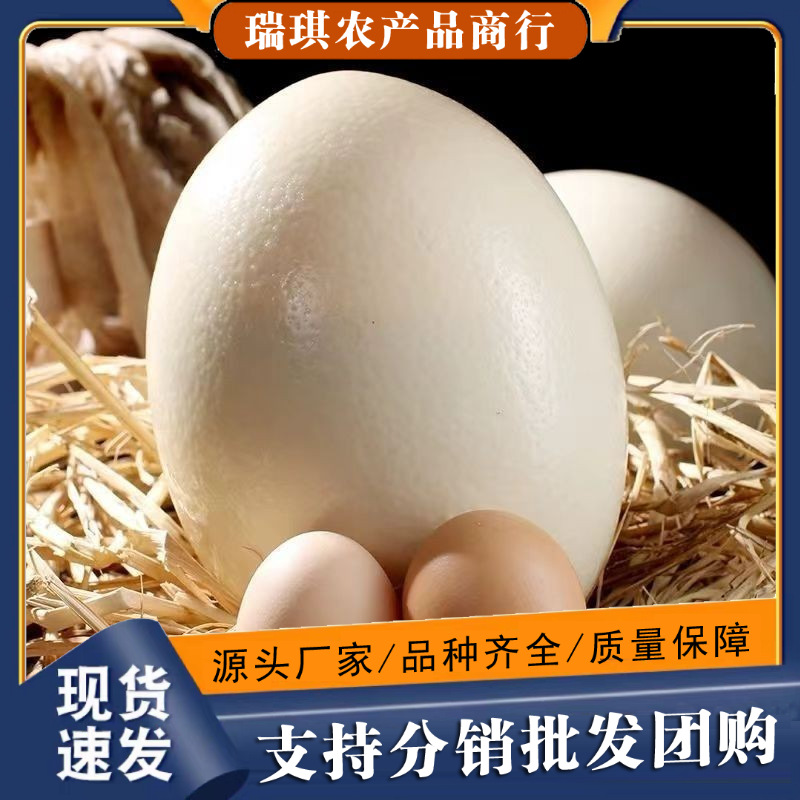 新鲜鸵鸟蛋大号现产现发食用驼鸟蛋营养鲜国庆中秋节礼品美味营养