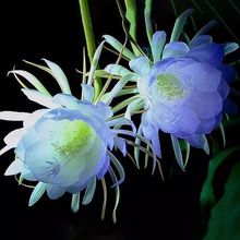 昙花一现昙花苗盆栽净化空气吸甲醛客厅卧室花卉绿植叶片有根现挖