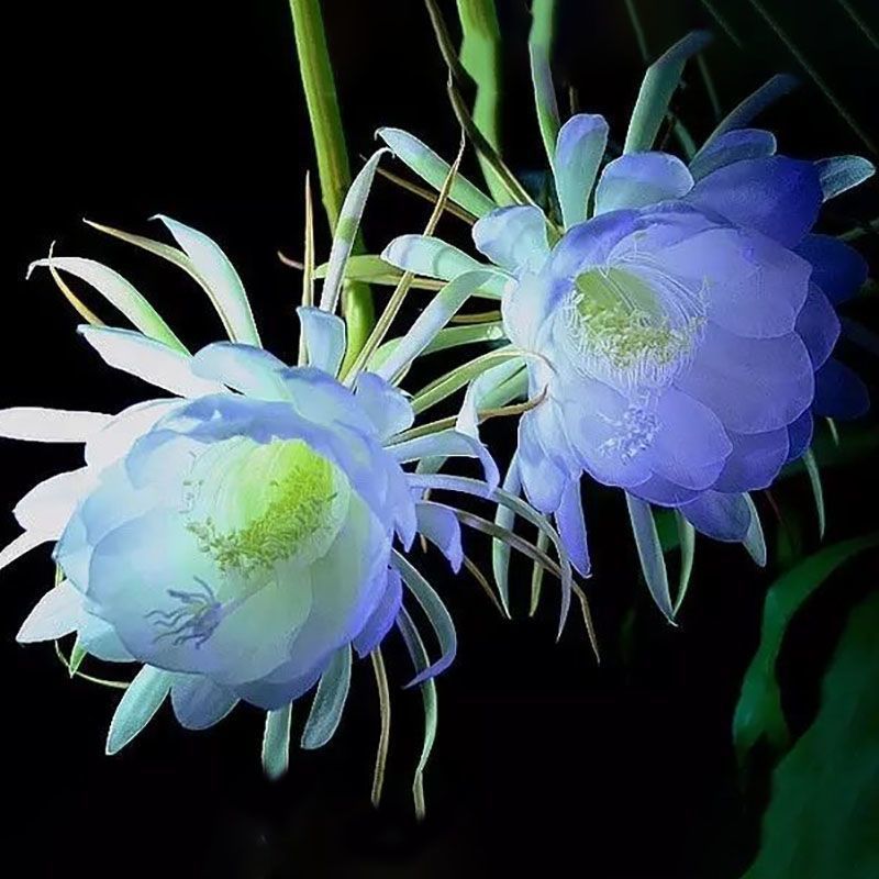 昙花一现昙花苗盆栽净化空气吸甲醛客厅卧室花卉绿植叶片有根现挖