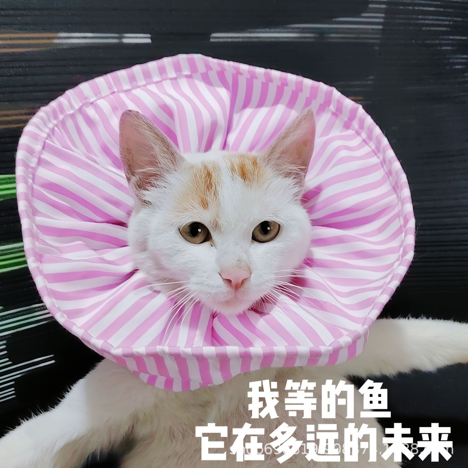 Nuevo transfronterizo japonés y coreano suministros para mascotas Elizabeth anillo collar esterilización repelente de insectos anti-lamer gato perro bufanda