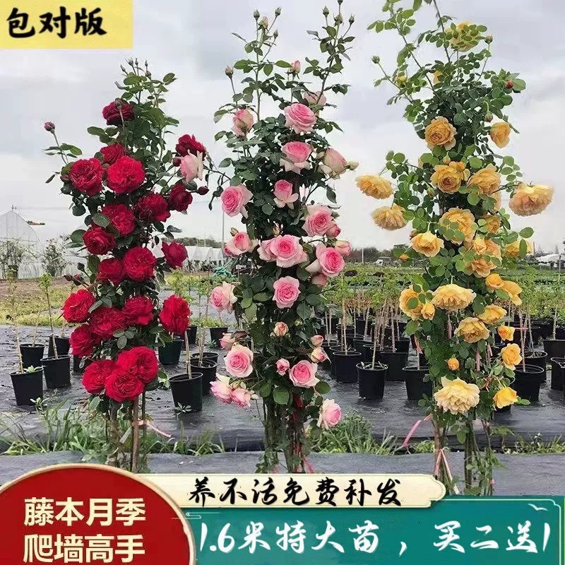 Купить 2 получить 1 бесплатно вьющиеся лозы Европейская Луна большие цветы ароматные Four Seasons Цветущие розы саженцы лоза вьющиеся растения двор балкон