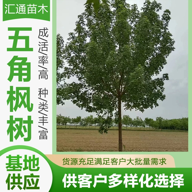 Проект пятиугольного клена озеленение саженцев ландшафтных деревьев