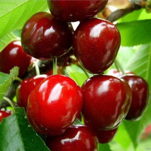 �ؑc������ �ؑc���������l �Ĵ����� ��Ϲ���ľ �F�ݹ�����ľ