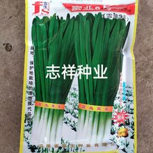 河南富生富韭9號韭菜種子耐寒抗重茬250克韭菜籽一代原種葉片濃綠